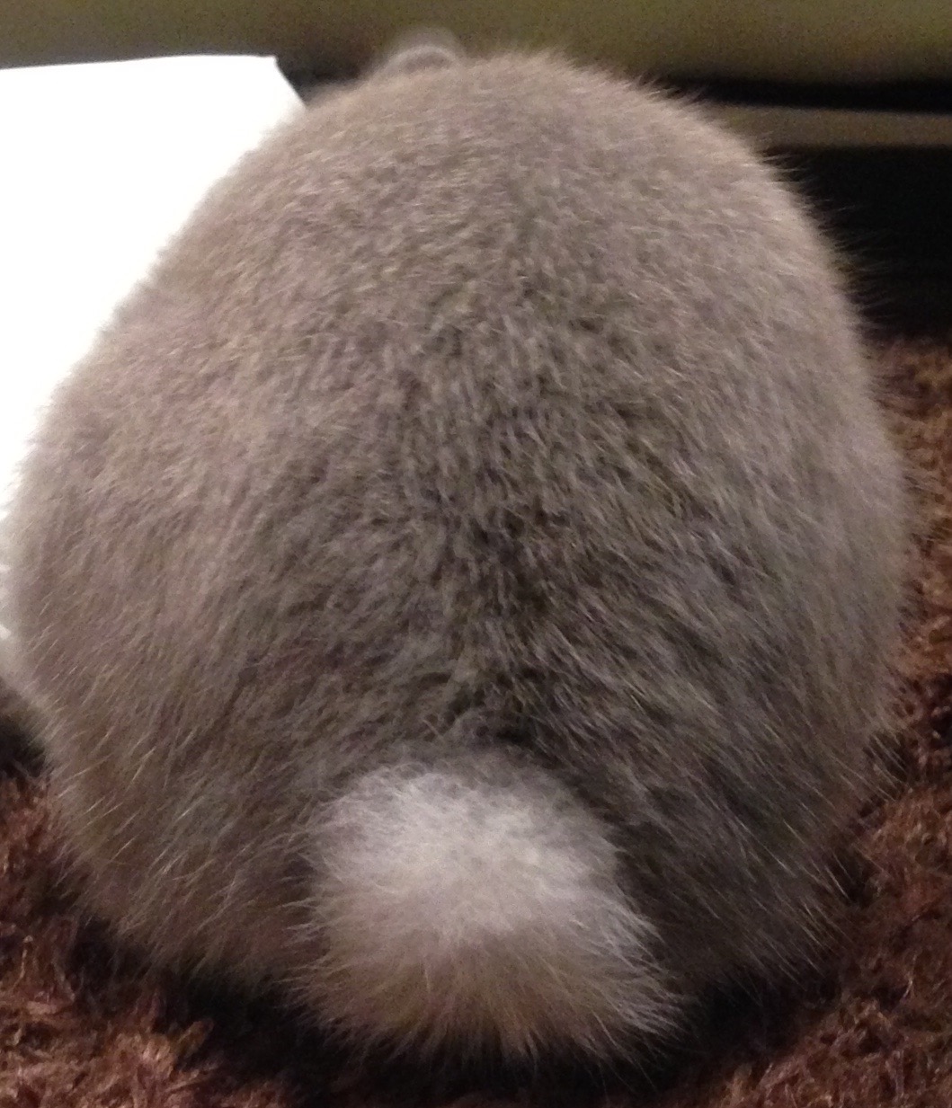 うさぎの後ろ姿