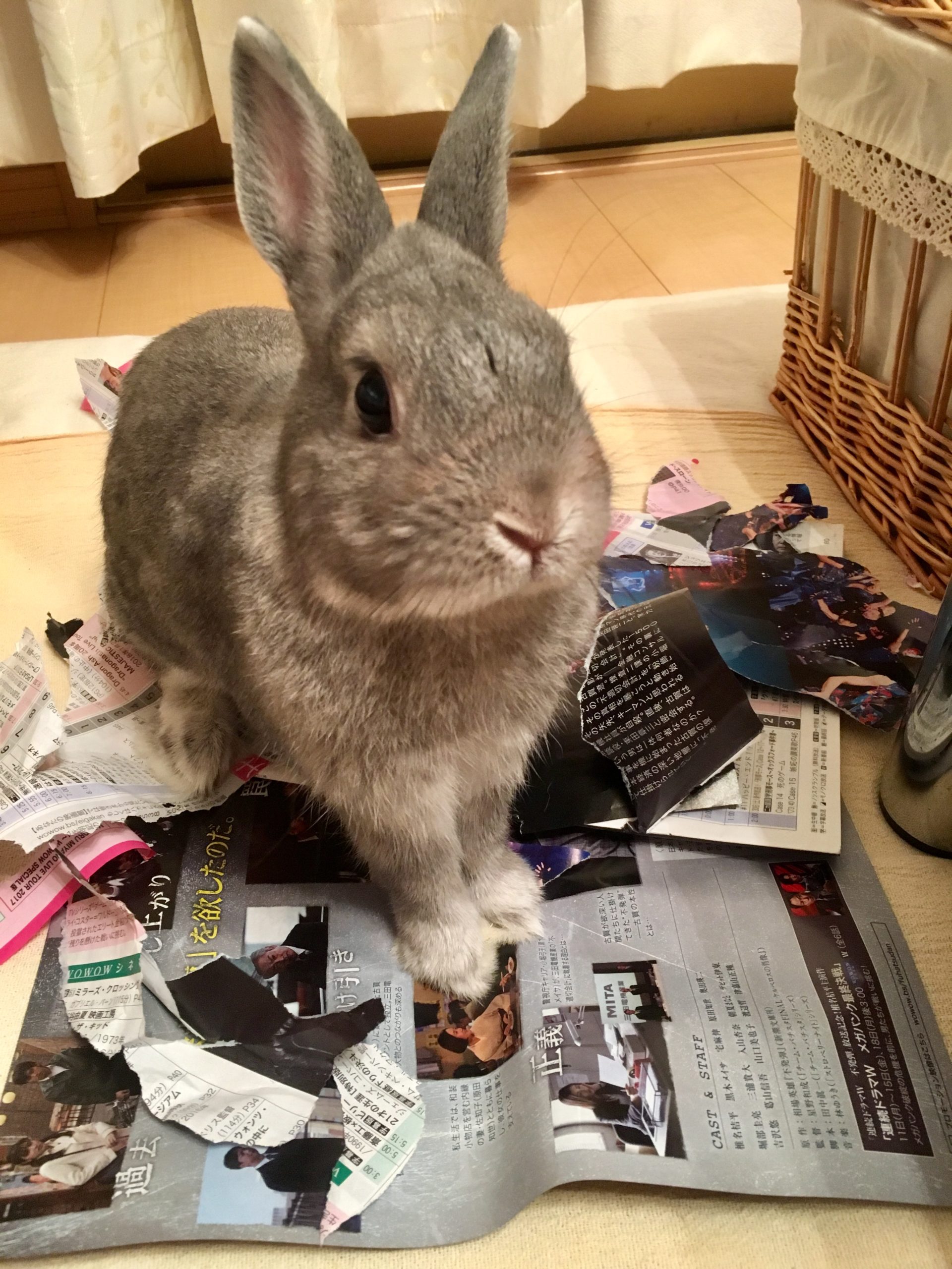 紙を食いちぎって遊ぶうさぎさん