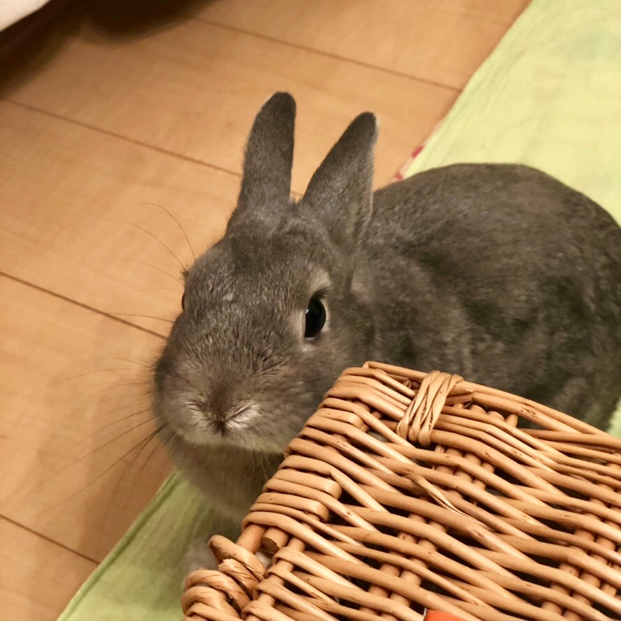 うさぎさんのかくれんぼ