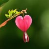 ハート形の花