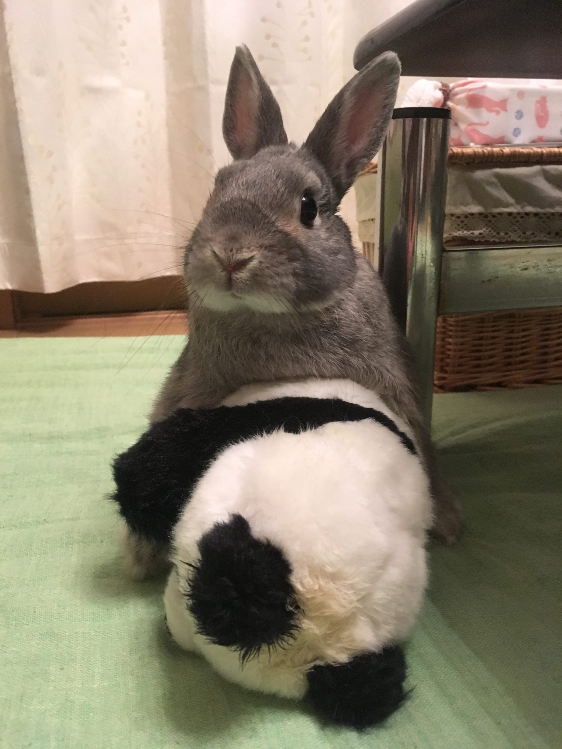 パンダのぬいぐるみとうさぎさん